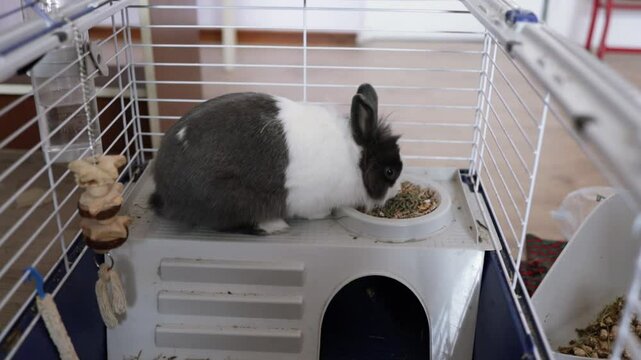 Domestic decorative rabbit in a cage at home. The rabbit eats from a bowl. Cute and fluffy little rabbit pet.