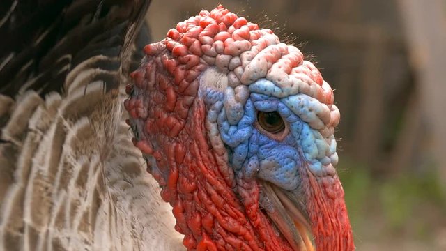 turkey the head opened beak slow motion video