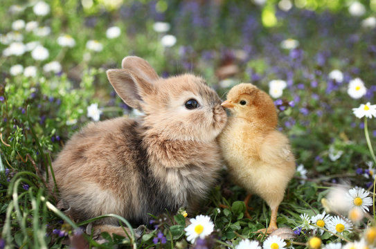 Best friends bunny rabbit and chick are kissing