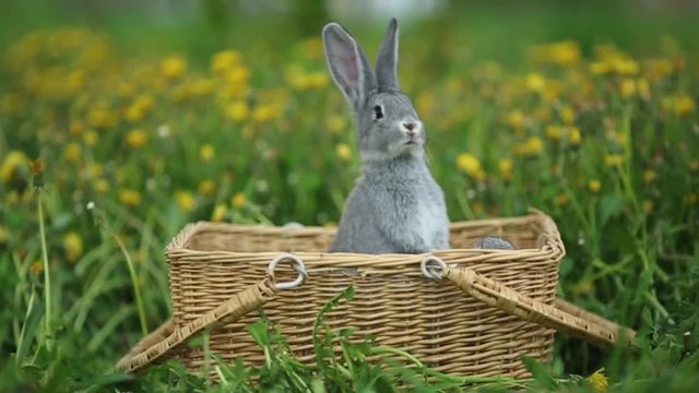 Little rabbit on the farm  in summer day