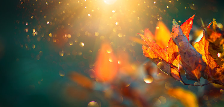 Autumn colorful bright leaves swinging in a tree in autumnal park. Autumn colorful background, fall backdrop