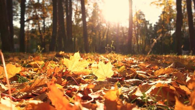 Yellow leaves on ground in fall park. Carpet of autumn leaves on the grass. Warm autumn sunny park.