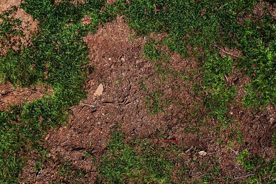 Close up high resolution surface of forest ground with nuts and moss