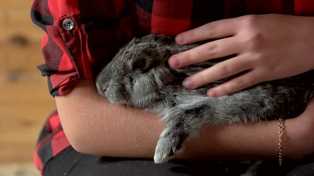 Close up woman caressing her rabbit. Young woman stroking gray domestic rabbit at farm. Cute young bunny.