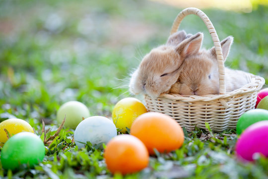 Cute little bunny sleeping in the basket and easter eggs in the meadow