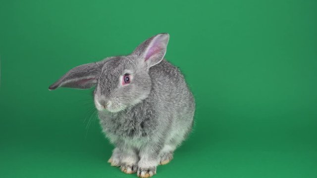 Gray rabbit on green background