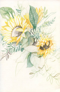 Colored pencils drawing of bouquet of sunflowers