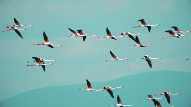 Long legs and necks of wild pink flamingos seen in slow motion as they fly.  Cinematic slow motion 4k footage of lesser flamingos in flight.