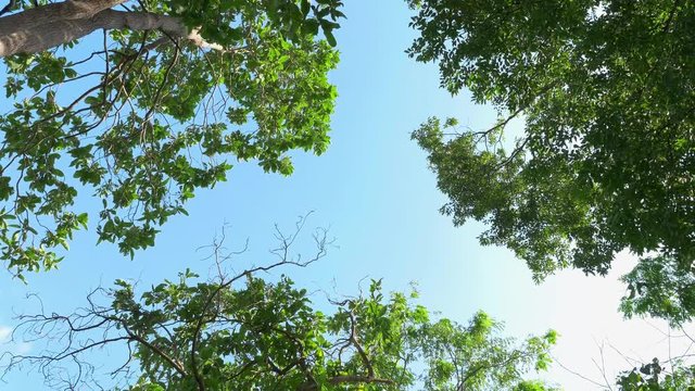 Looking Up at Blue Sky Through Trees, Trees Swaying in The Wind