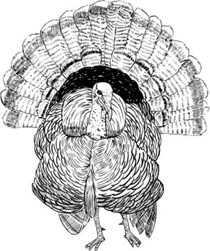 turkey bird drawing realist for artwork.