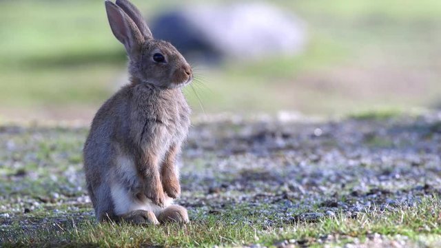 rabbit hare sit on ground close view details head and ears raise body