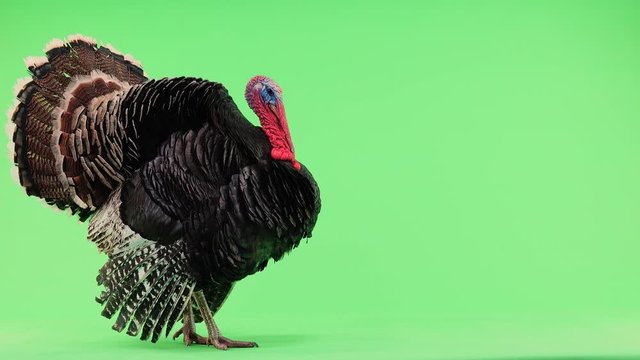 Turkey  opens feathers and makes a sound twice. Bronze turkey isolated green screen 1.5 year,  weight is 12 kilograms.