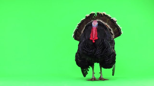 turkey opens its feathers and calms down. Bronze turkey isolated green screen 1.5 year,  weight is 12 kilograms.