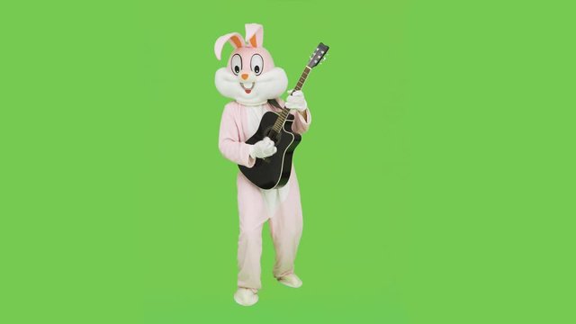 Guitar player in adults easter rabbit bunny suit costume plays guitar solo music on chroma key, green screen. Crazy guitar player is playing music, having fun