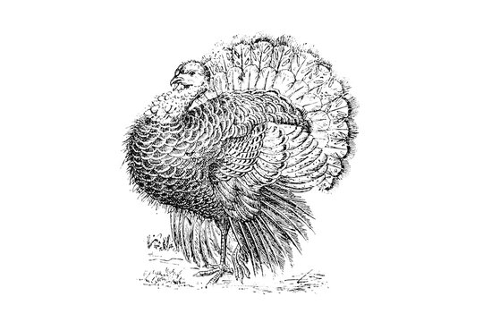 TURKEY (Meleagris gallopavo) - Vintage Engraved Illustration 1889