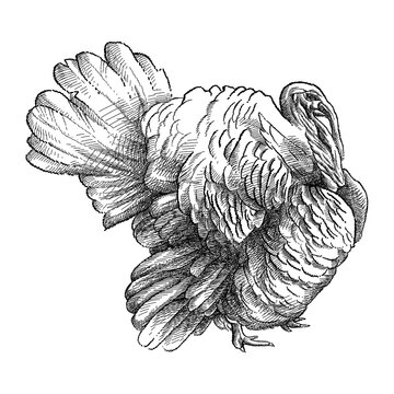 Hand-drawn graphic sketch of domestic turkey male or gobbler in black isolated on white background. Silhouette of poultry bird and Thanksgiving day symbol.