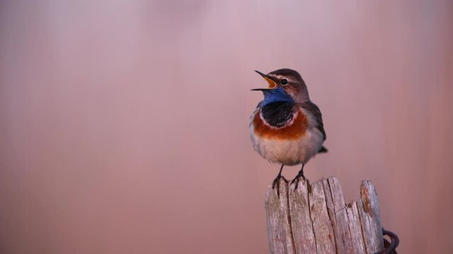 Bluethroat bird close up ( Luscinia svecica )	