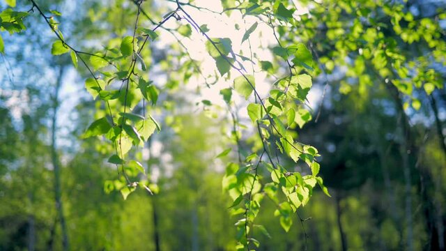 Branch nature forest tree flower leaves green sky