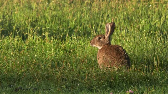 side view of a feral european rabbit at kosciuszko national park in nsw, australia