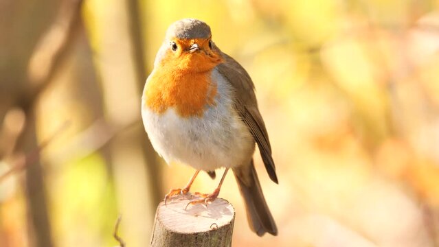 European Robin bird singing in the morning  (Erithacus Rubecula)