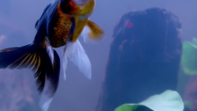 Closeup of lionhead goldfish swimming