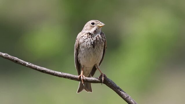 Corn bunting, Emberiza calandra. A bird sits on a branch and sings