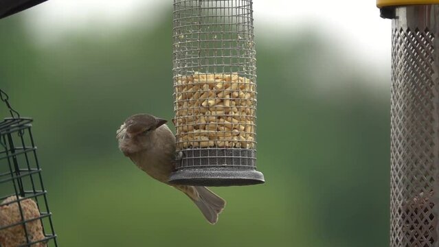 closeup of a sparrow (Passer domesticus) on a bird feeder station, defocused background