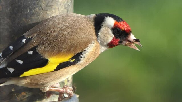 A European Goldfinch feeding at a bird table in Ireland 