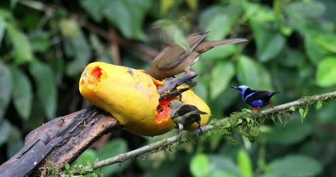 Blue-Gray Tanager, Red-legged and green honeycreeper and many others beautiful birds on bird feeder in Costa Rica. La Fortuna wildlife bird watching