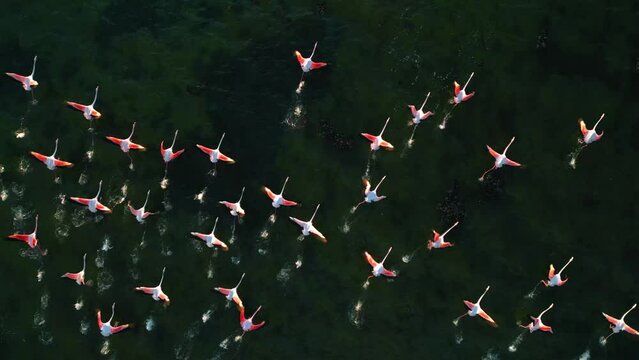 A group of aesthetic pink flamingos is starting to fly on shallow lagoon water surface with wings and legs moving. Aerial drone exotic vibrant bird herd flock tracking shot from above in slow motion.