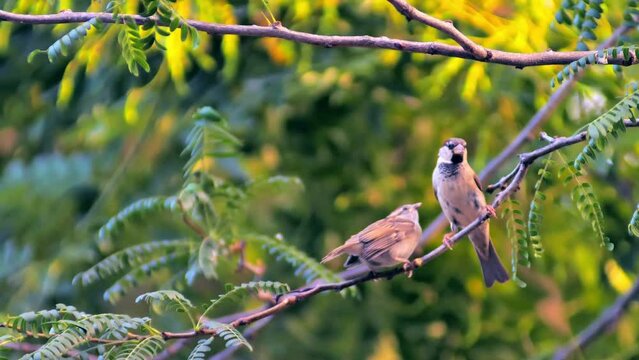 A mommy bird feeding its young on a tree