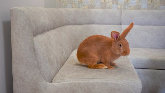 beautiful rabbit in the house,a fluffy rabbit is playing on the sofa in the living room