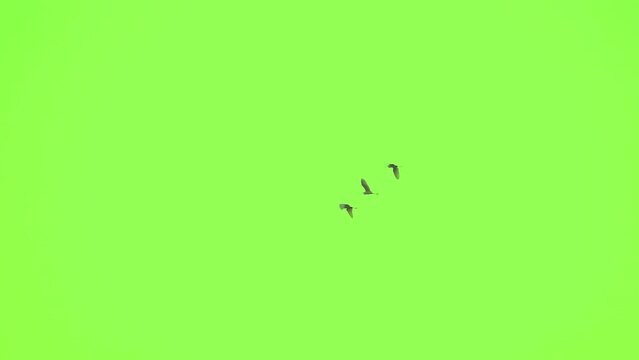 Flock of bird flying slow motion on green screen background