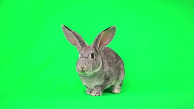 rabbit runs away with fear on green screen