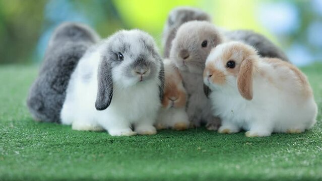 Group of lovely baby bunnies on artificial green grass