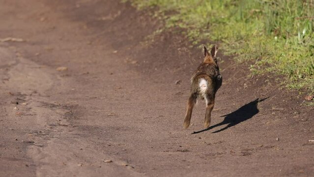 Wild rabbit mid-scratch turns tail and hops down dirt trail on sunny day