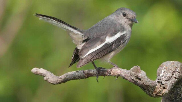 Close up of Copsychus saularis, small gray bird with white wings, standing on the branch, shaking its tails and looking at camera with natural green background, 4k slow motion footage.