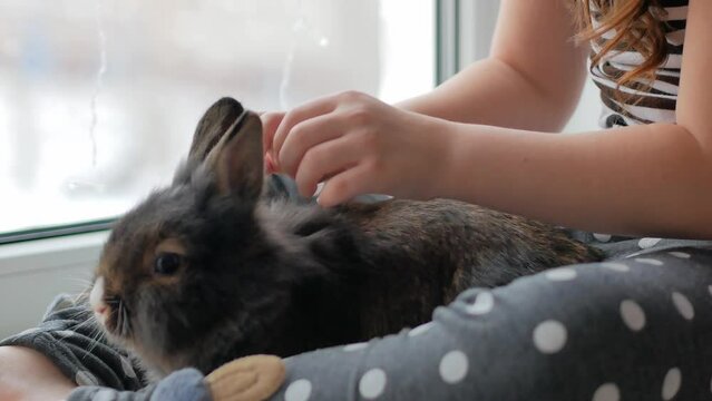 A cute brown rabbit and the hands of a little girl sitting on the windowsill and stroking a pet. Children's love for pets.