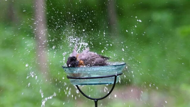 American robin (Turdus migratorius) splashing water in a bird bath in Wisconsin during late spring.

