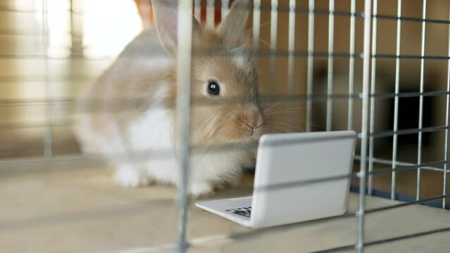 Funny, cute bunny, rabbit using laptop. Watching intersting content on laptop in the cage. Funny animal laptop concept. Not free from work freelancer locked up like prison at home office concep