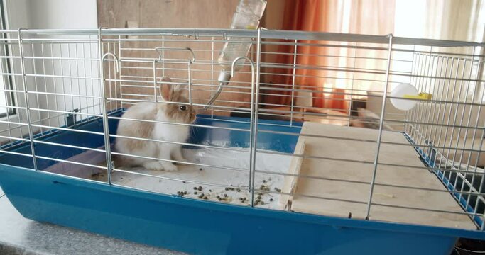 Little rabbit, bunny in a dirty cage. A fluffy brown, white rabbit uncared home pet. Rabbit pooped the cage