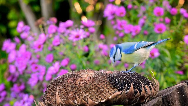 Flapping blue tit eating bird food on dried sunflower head