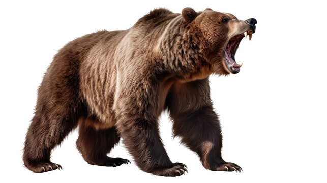  Ferocious brown grizzly bear on a transparent background (PNG)