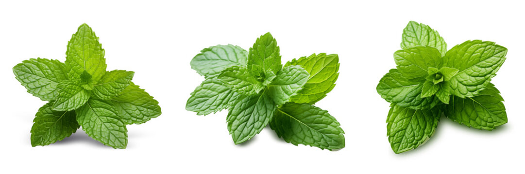 Fresh green mint leaves on transparency , png