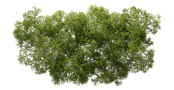 Aerial view greenery forest canopy landscaping on transparent 3d render png