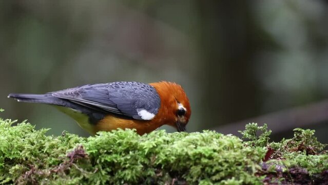 Nature wildlife footage of uncommon resident bird Orange-headed thrush in Sabah, Borneo