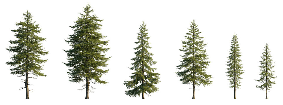 Larix decidua the European larch tree frontal set evergreen pinaceae needled tree isolated png medium and small on a transparent background perfectly cutout