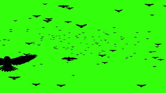 Bird Flying Towards To The Camera On Green Screen Background, Birds Flock Flying On The Sky. Silhouette Group Of Black Birds Animated On Green Screen Background. Lots Of Birds Flying Video Effects 