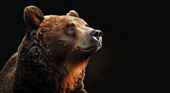 portrait of a brown grizzly bear photo studio setup with key light, isolated with black background