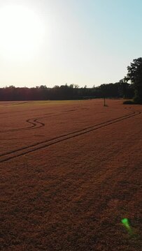 Vertical drone footage of a meadow